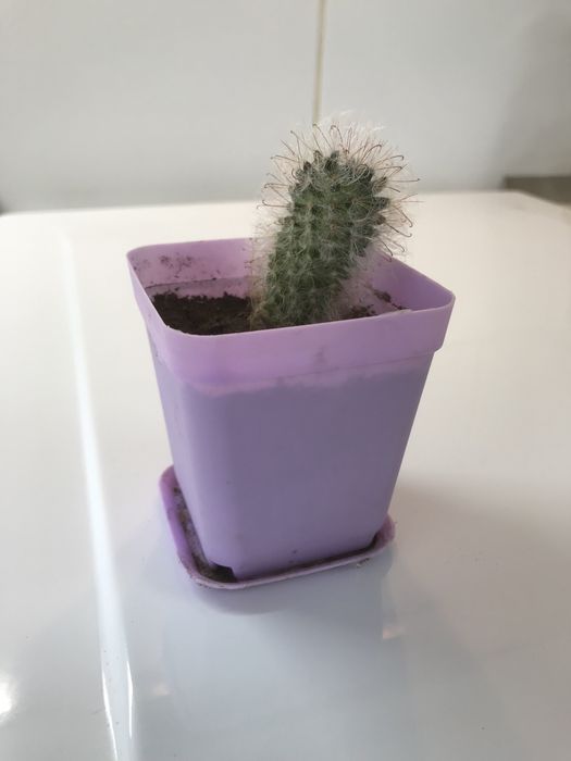 Продам кактусы. Большой выбор!