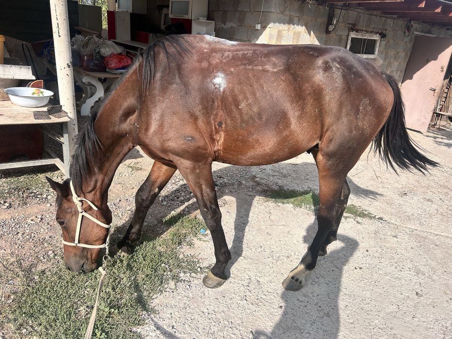 Жылқы (айғыр) сатылады