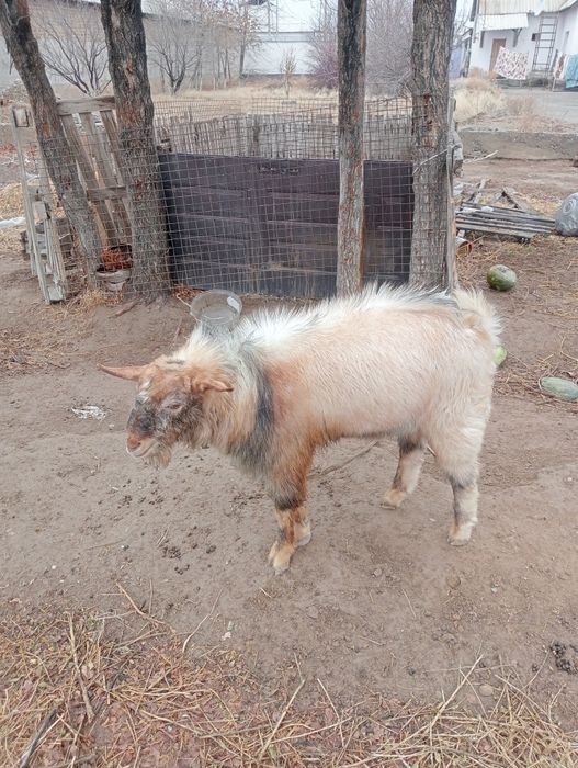 Серке бар сатылады