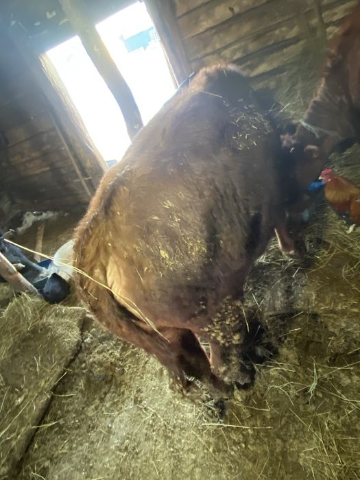 Продается два бычка один тёлка