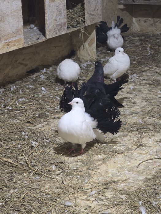 Продаю чернохвостых павлинов