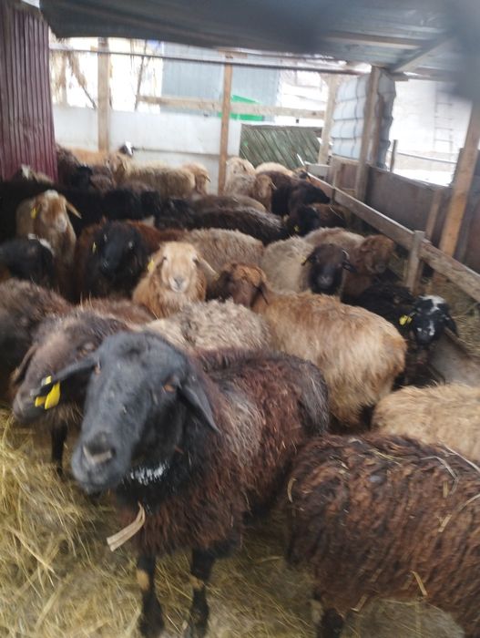 Койлар,токтылар сатылады