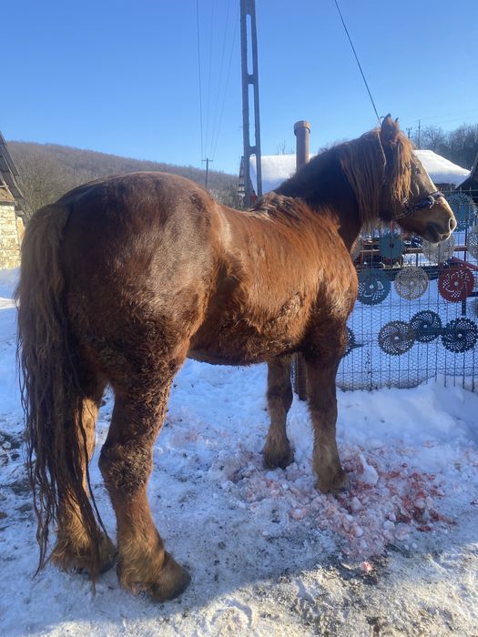 Vand cal castrat de 6 ani