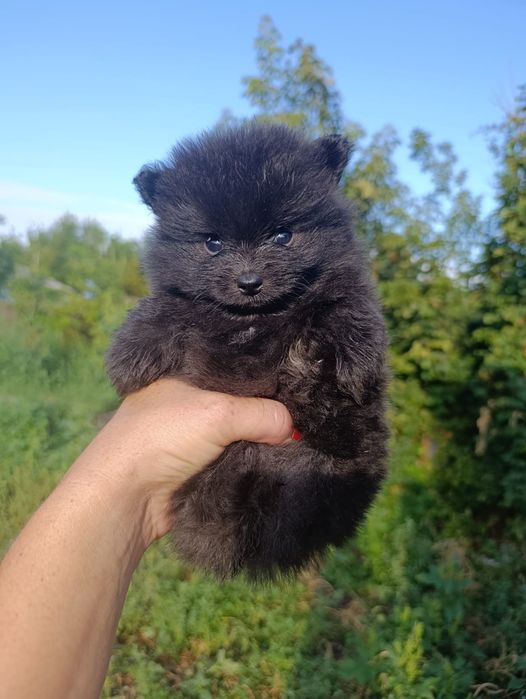 Продаются щенки шпица