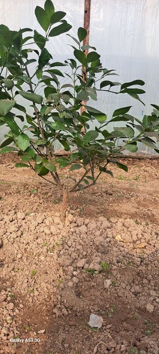 limon ko'chati miyer sorti