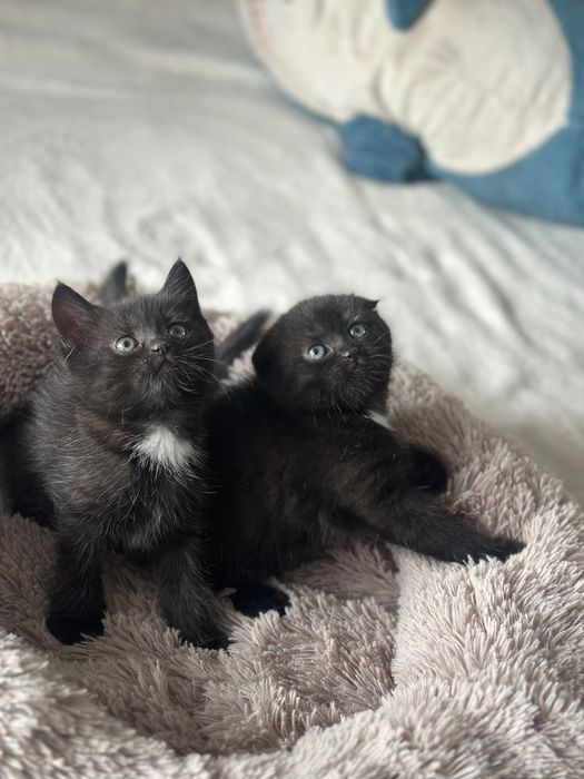 Котята шотландской кошки девочки