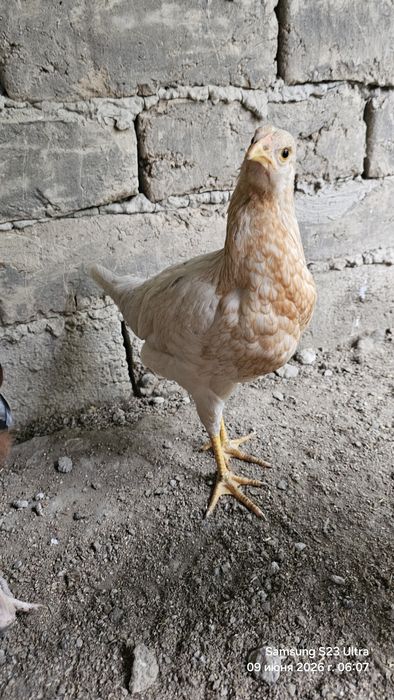 Jojalar sotiladi 3 oylik Jujalar Jo'jalar Цыплята