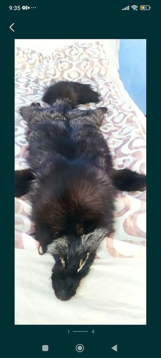 Писец натуральный