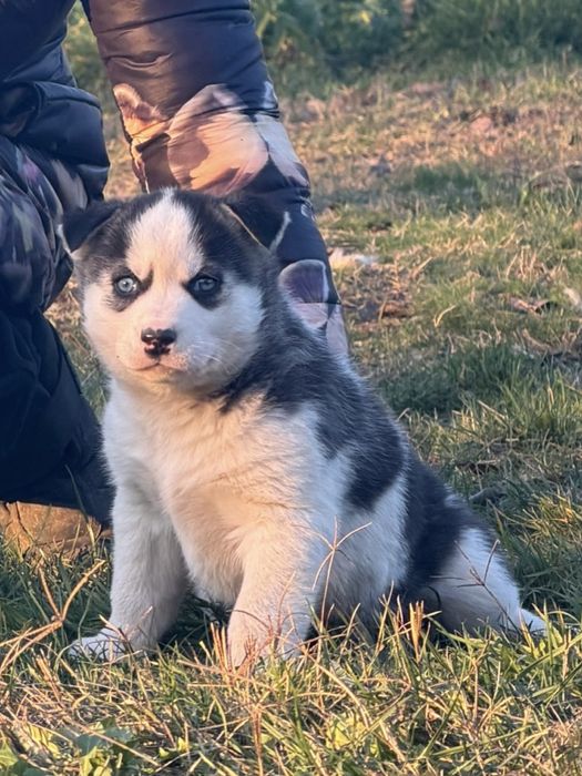 Pui Husky Siberian(exemplar deosebit)!
