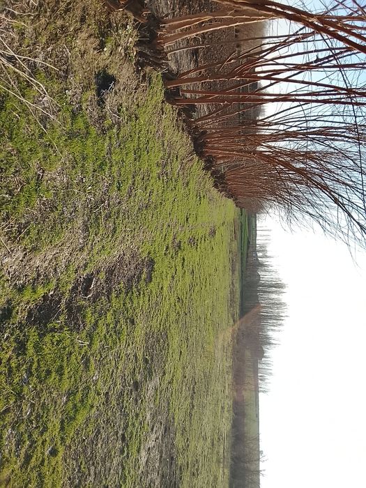 Срочна 53 сотихли йер учаскамиз сотуга чикти