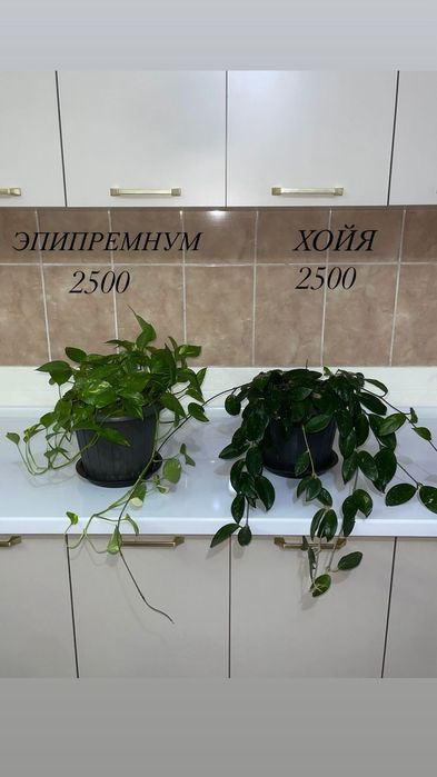 Комнатные растения