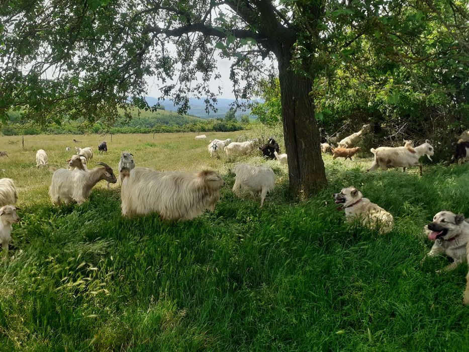 capre de vanzare
