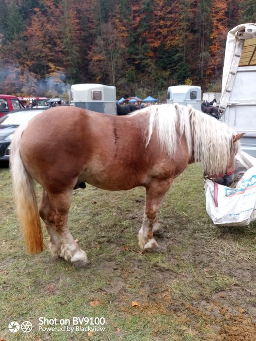 Armasar de vânzare de 5 ani