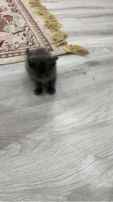 котенок британская