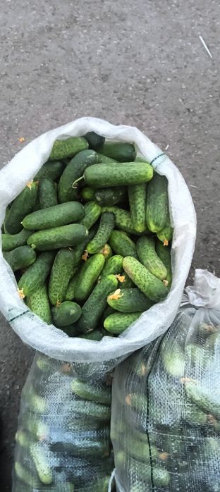 Огурцы грунтовые