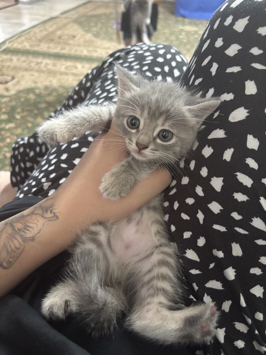 Котята двое мальчики