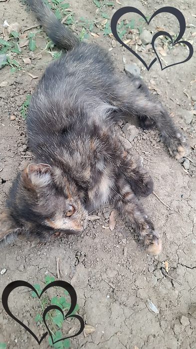 Pisicuți spre adoptie