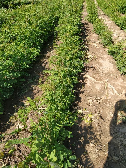 Puieți de salcâm anul 1