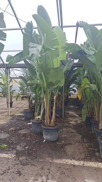 Bananier, Camelia,arțar japonez ,palmieri ,Fenixx