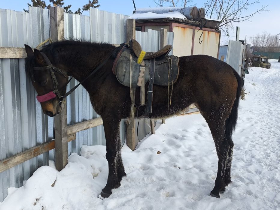 Таза ағылшын байтал сатылады.