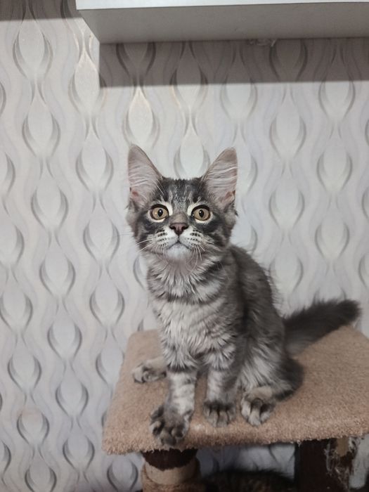 Котята  Мейн-кун