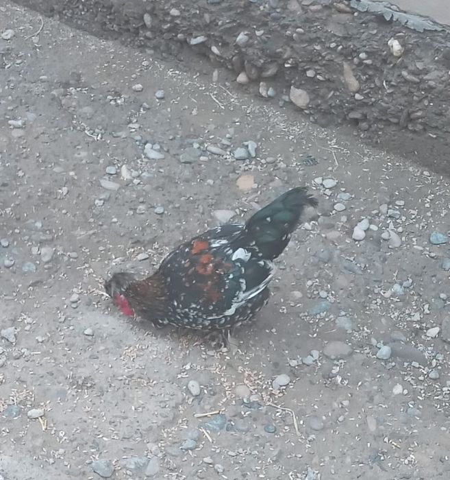 Японский кораздар сатылады