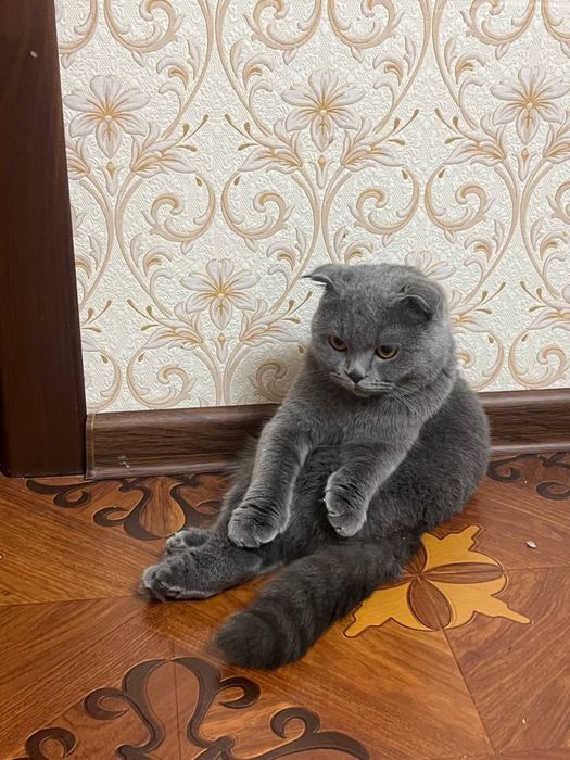 Кошка, кличка «Муиза»