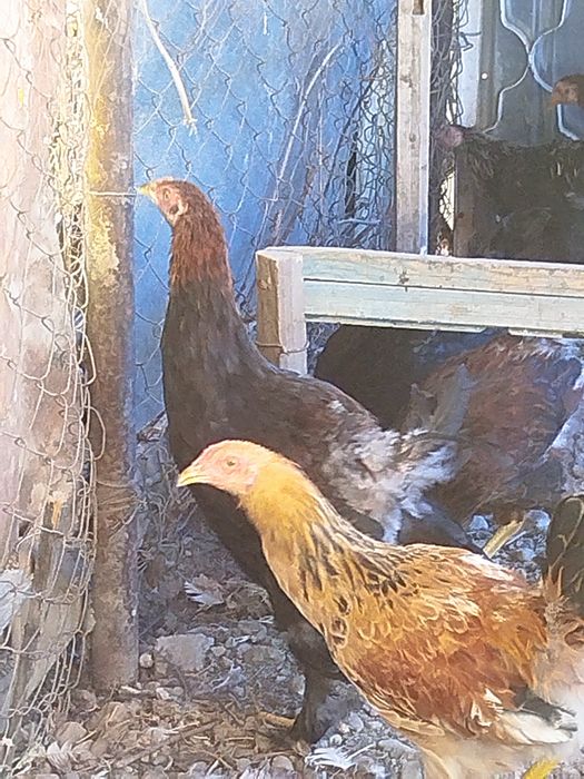 Продам молодых петухов.