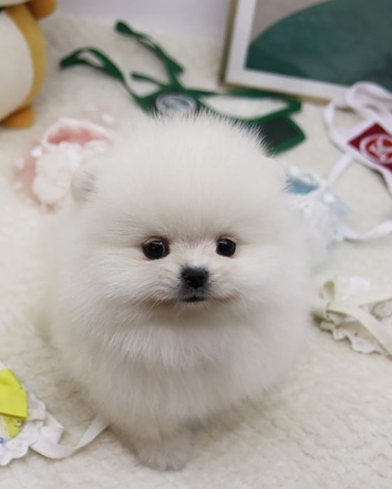 Pomeranian mini toy