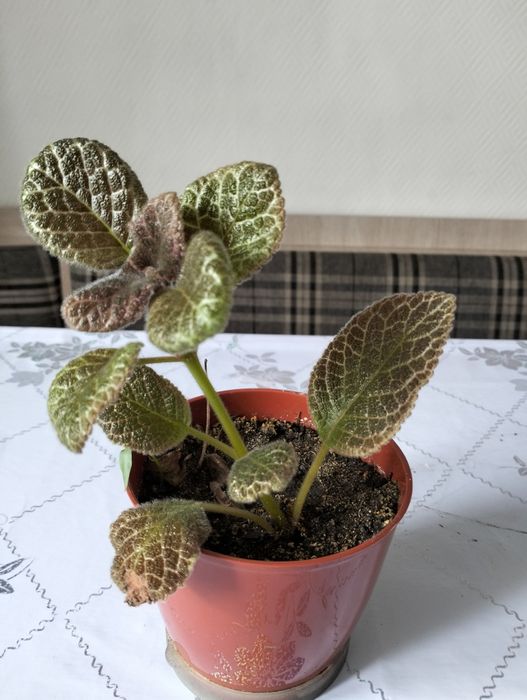 Продам цветы комнатные.