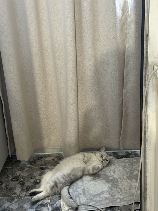 Отдаю стерилизованную кошку