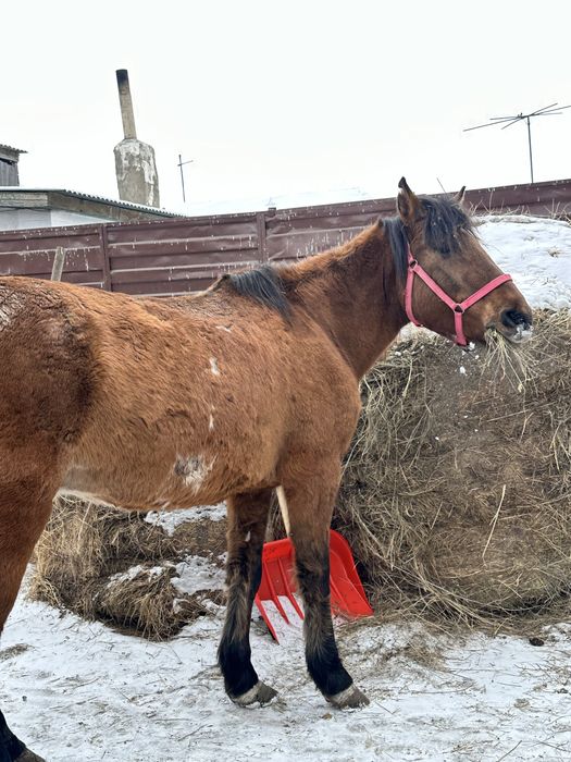 Продам кобылу. Жуас бие сатылады.