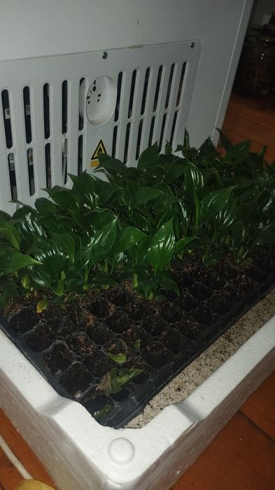 Спатифилум детки и большие. гиганты.