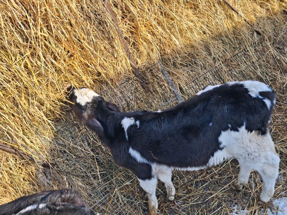 Vitea o luna jumate de lapte