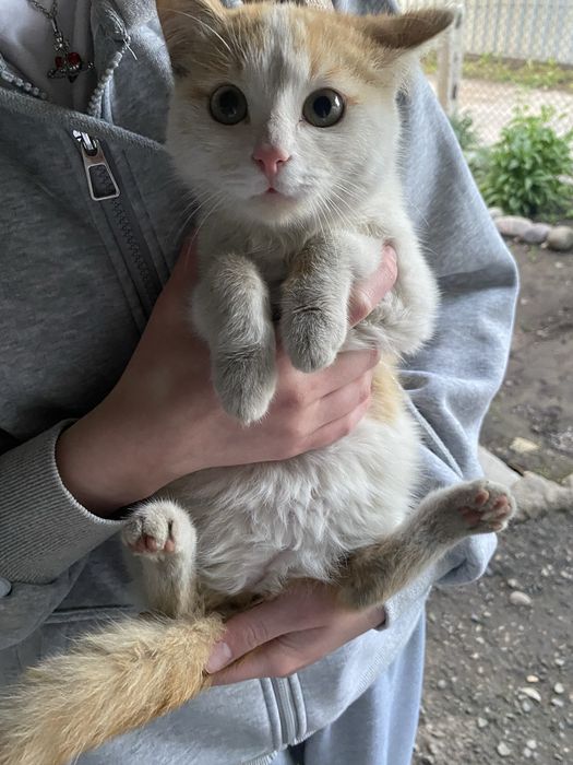 отдам котят в хорошие руки