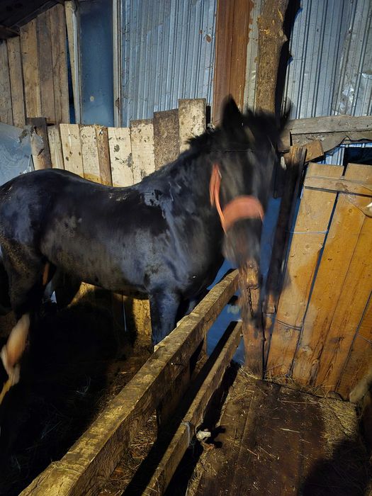 Vand maz 2 ani face in primavara,sau schimb cu oi sau capre