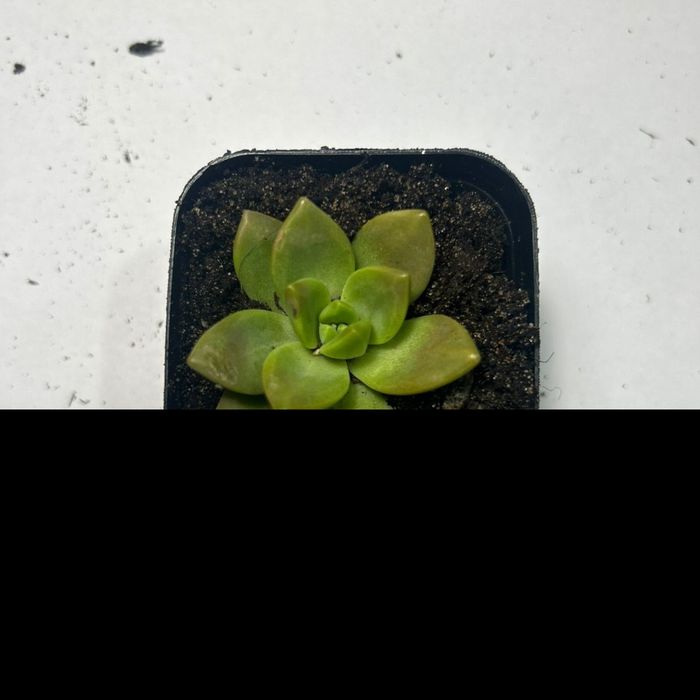 сукуленты, от 700 тенге