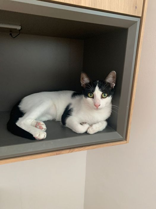 Pisicuță  superba pentru adoptie,pisica de adoptat,pisicuta frumoasa