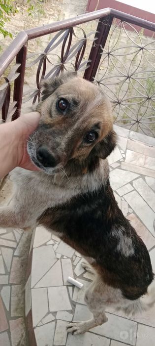 Отдам даром собаку девочку