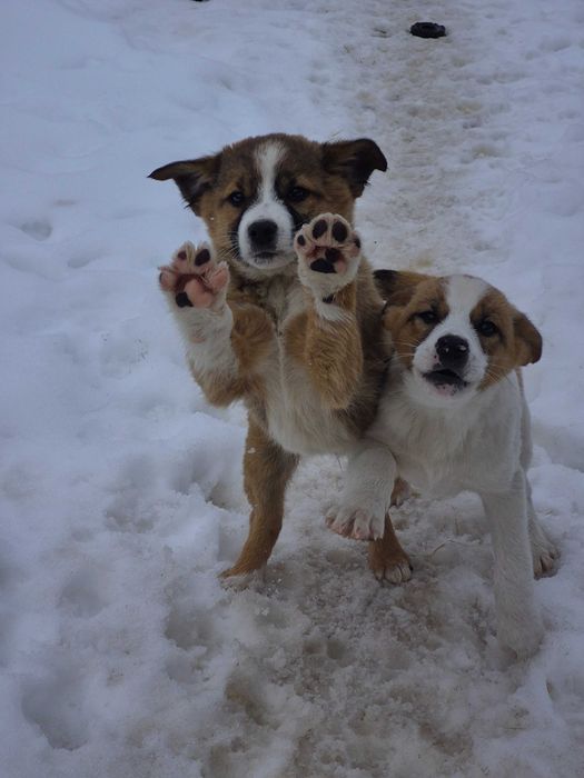 Donez căței vaccinați