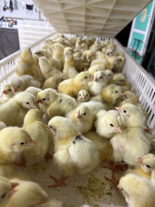 Бройлеры КОББ 500 21 января