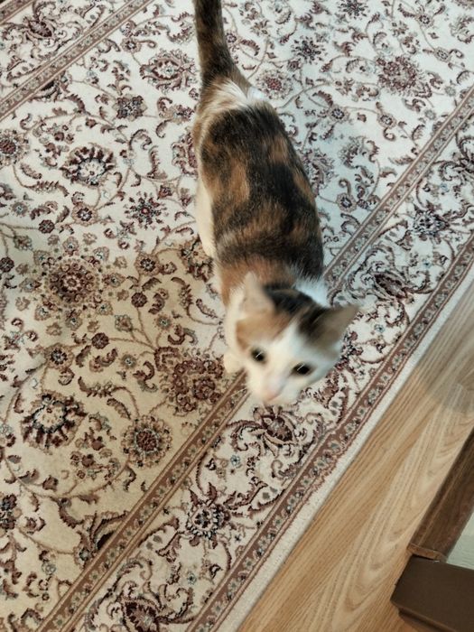 Отдам хороши руки кошку