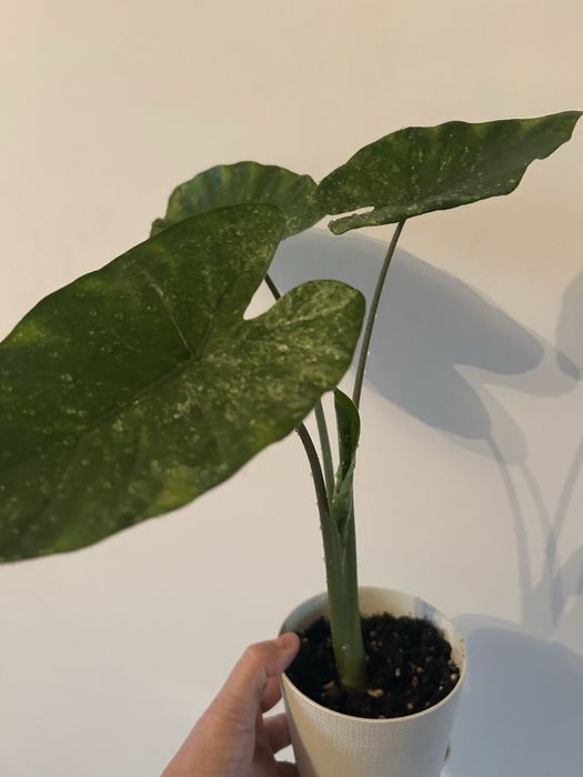 Алоказия Одора  'Aurea-Variegata