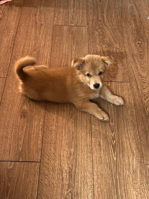 Ищу добрую семью для щенка