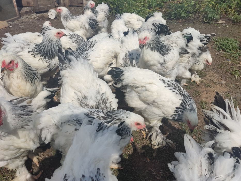 Продам цыплят брама белые