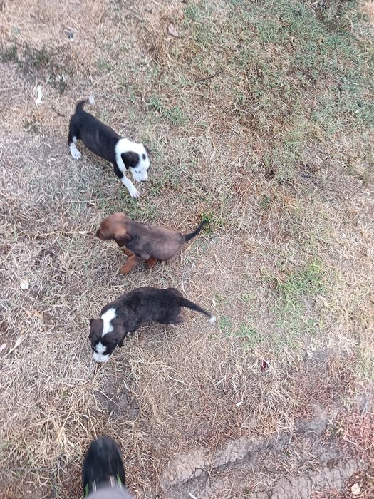 Подаряват се кученца!