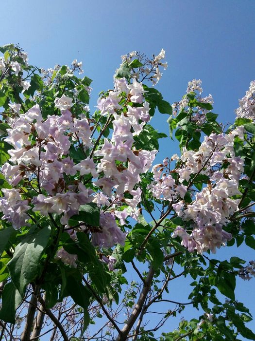 Paulownia la ghiveci