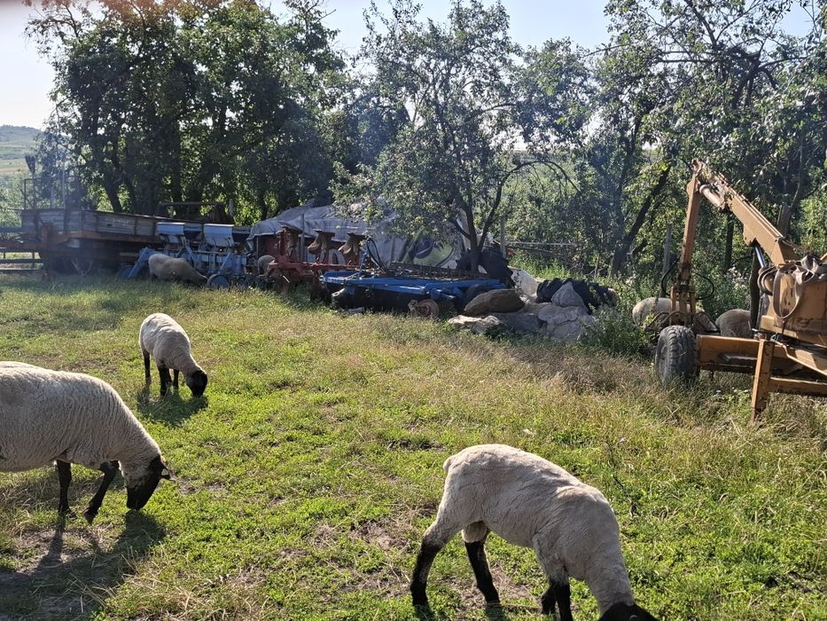 Vând oi sufolk metiș