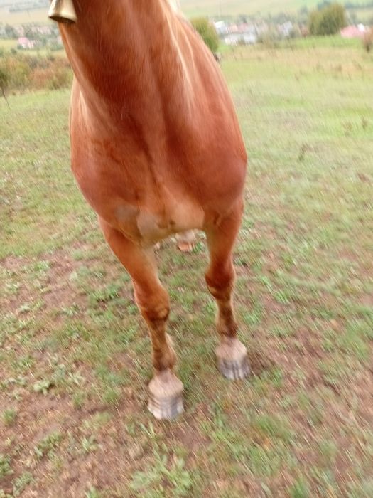 Manz de 1 an si 3 luni