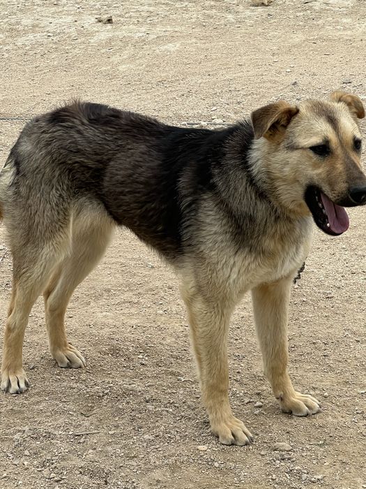 Отдам даром в хорошие руки